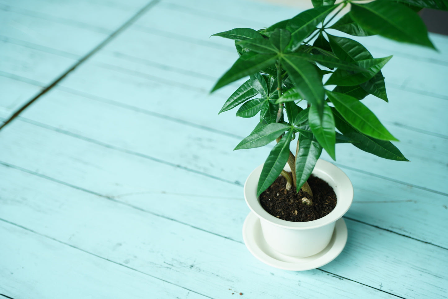 Cheerful Flower pot・植木鉢〈Cheerful〉1-33